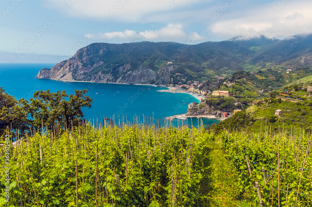 A panorama view over vines from the Monterosso to Vernazza path in summertime