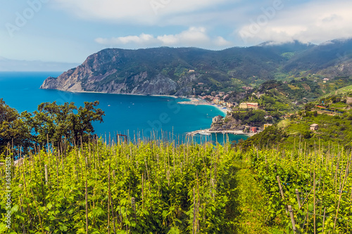 A panorama view over vines from the Monterosso to Vernazza path in summertime