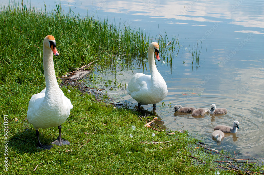 Obraz premium a white swan female with small swans swims in a pond