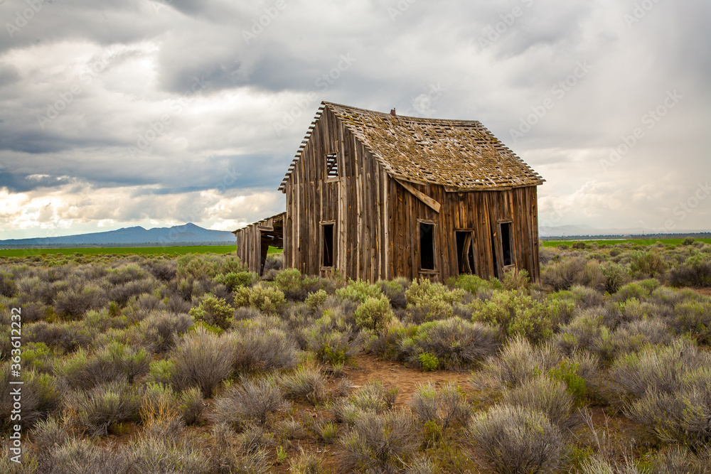 An abandoned homestead building surrounded by sage brush on the desert near Silver Lake, Oregon.