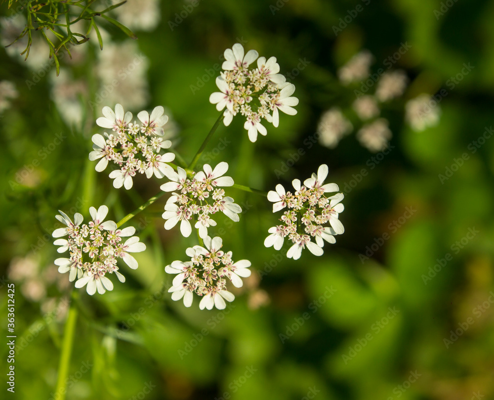 Flowering coriander plant (Coriandrum sativum, Chinese parsley) with white pink flowers. Cilantro small flowers blooming in the herb garden. Closeup, selective focus, herbal background. Flowering coriander plant (Coriandrum sativum, Chinese parsley) with white pink flowers. Cilantro small flowers blooming in the herb garden. Closeup, selective focus, herbal background.