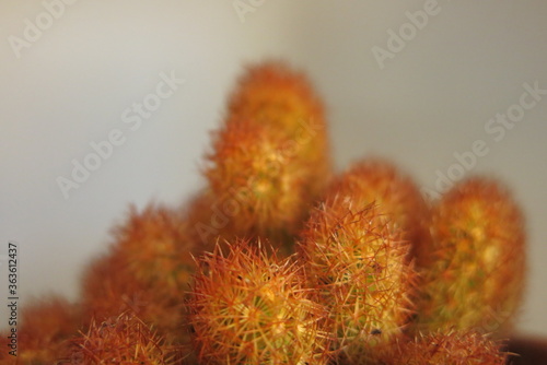 haut de cactus du desert