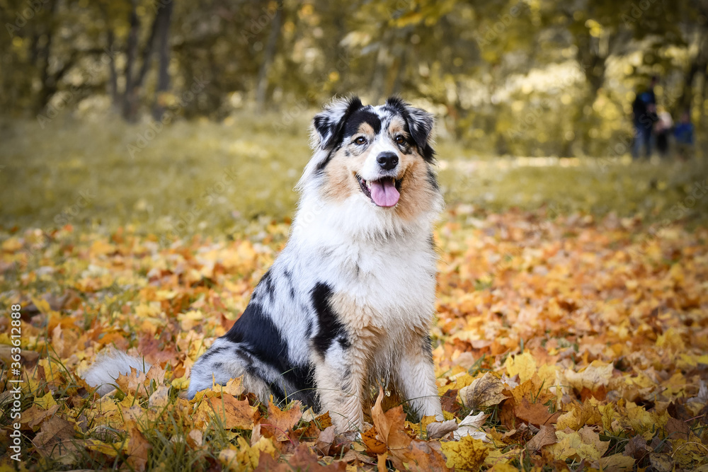 Obraz premium Australian shepherd is sitting in nature around are leaves. She is so cute dog.