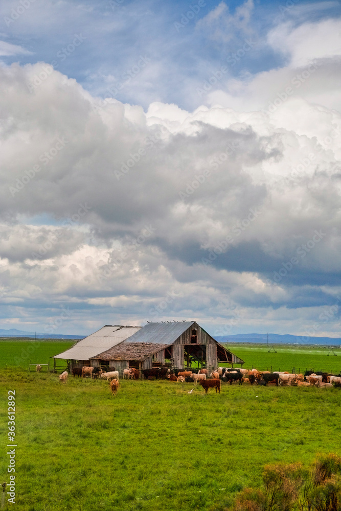 Barn and herd of cattle near Christmas Valley, Oregon.