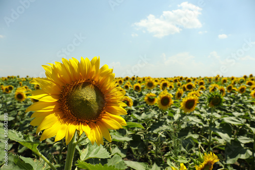 Field of beautiful sunflowers against sky. Summer nature