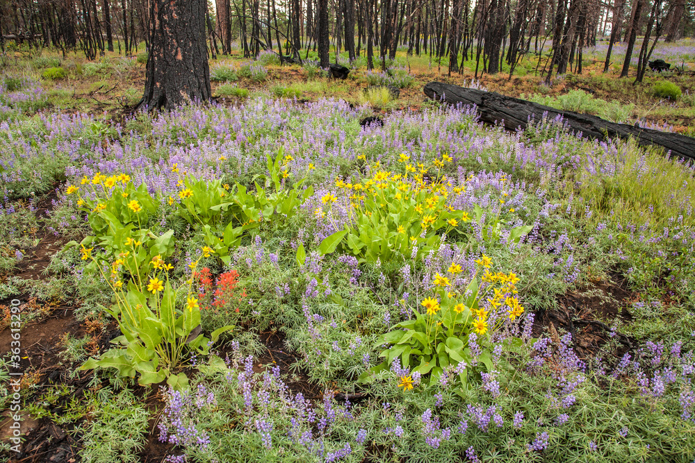 Fototapeta premium New growth of wildflowers where a recent forest fire occurred, just west of Sisters, Oregon.