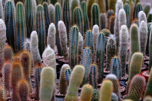 Lots of cactus in the garden shop