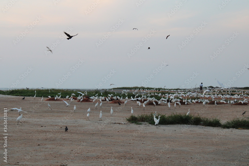 birds on beach