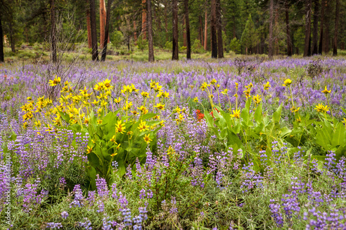 Spring wildflowers are bloominmg  lupine  balsom root and Indian paintbrush  in a clearing in a Ponderosa Pine forest near Sisters  Oregon.