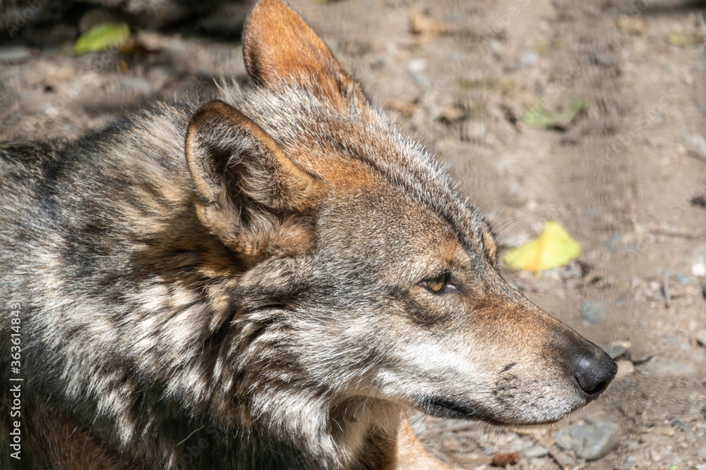 Portrait of a golden jackal, gold wolf