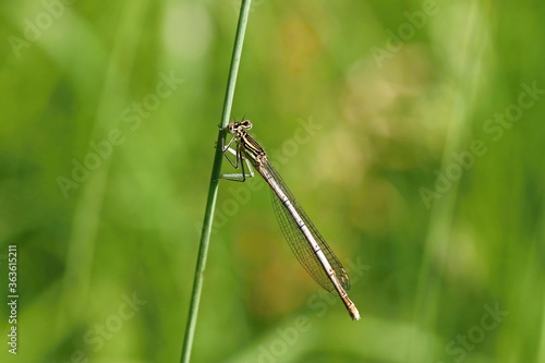 White-legged damselfly sitting on a stalk of grass. Bokeh. Macro.