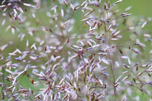 Pile of grass plants (Agrostis tenuis) on a summer meadow.