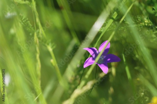 Partly shaded spreading bellflower on a green summer meadow. Close up.