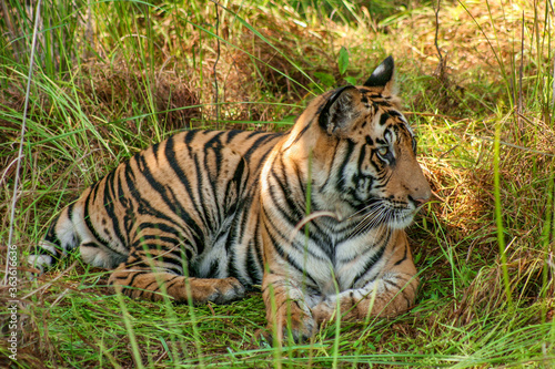 Portrait of Royal Bengal Tiger in Bandhavgarh National Park  Madhya Pradeh  India