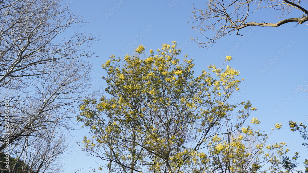 Mimosen und Äste vor blauem Himmel Mimosen und Äste vor blauem Himmel