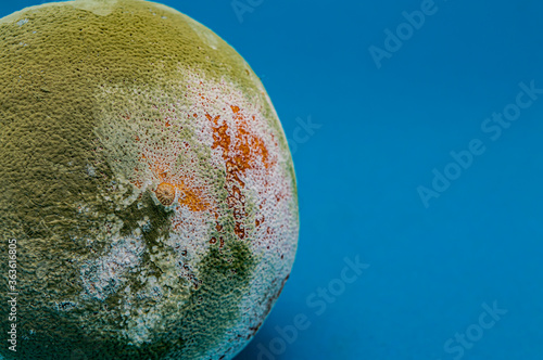 rotten orange is covered with green and white mold on a blue background