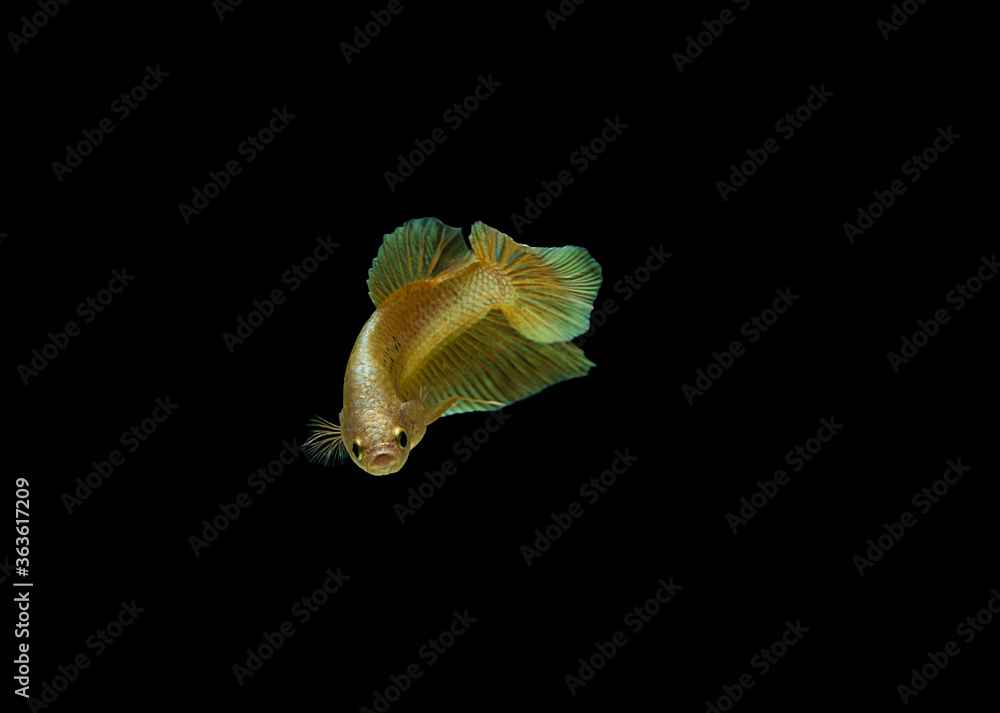 Siamese Fighting Fish Isolated on Black Background Siamese Fighting Fish Isolated on Black Background