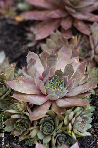 Sempervivum species live succulent garden outdoor plants. Also called house-leek and stone-crop.