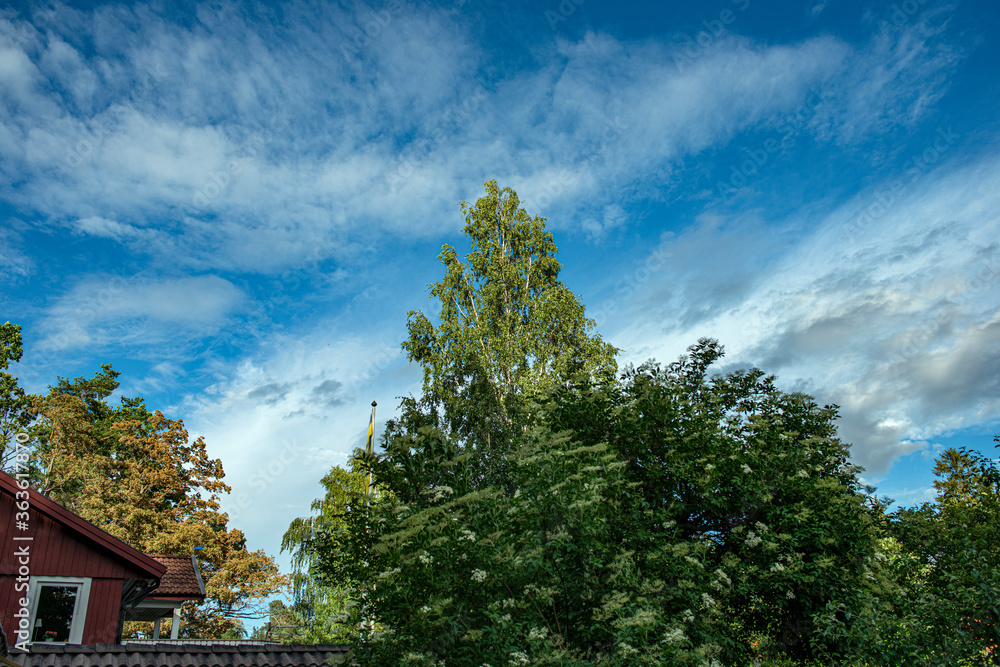 clouds over the forest, macro, nacka, stockholm, sverige,  sweden