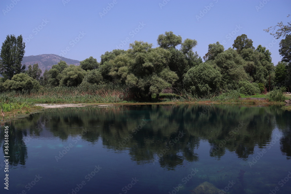 Fototapeta premium reflection of trees in the lake