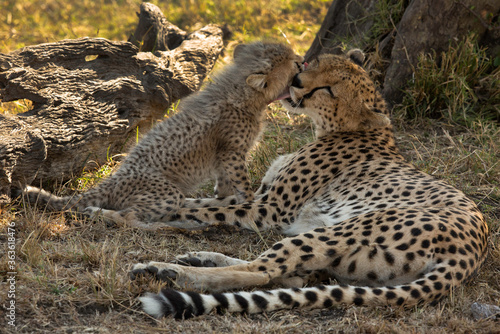 Malaika Cheetah loving her cub , Masai Mara Grassland, Kenya photo