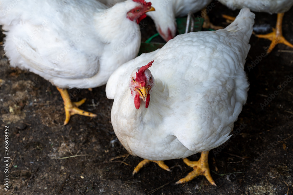 young white hens with red scallop on a bird farm. animals are raised for meat and feathers. chicken egg production