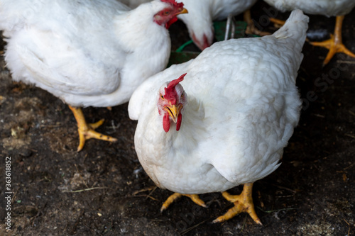 Obraz na płótnie young white hens with red scallop on a bird farm. animals are raised for meat and feathers. chicken egg production w salonie