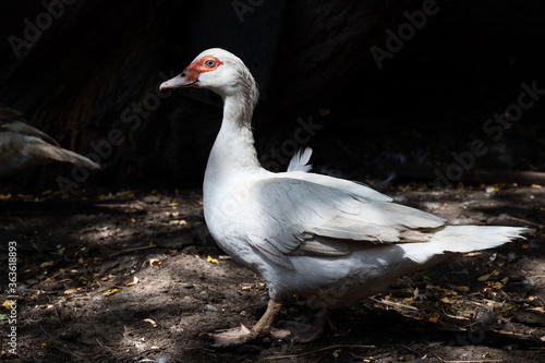 white feathered fat duck stands in profile on a farm. agriculture and farming. poultry farming for meat and eggs