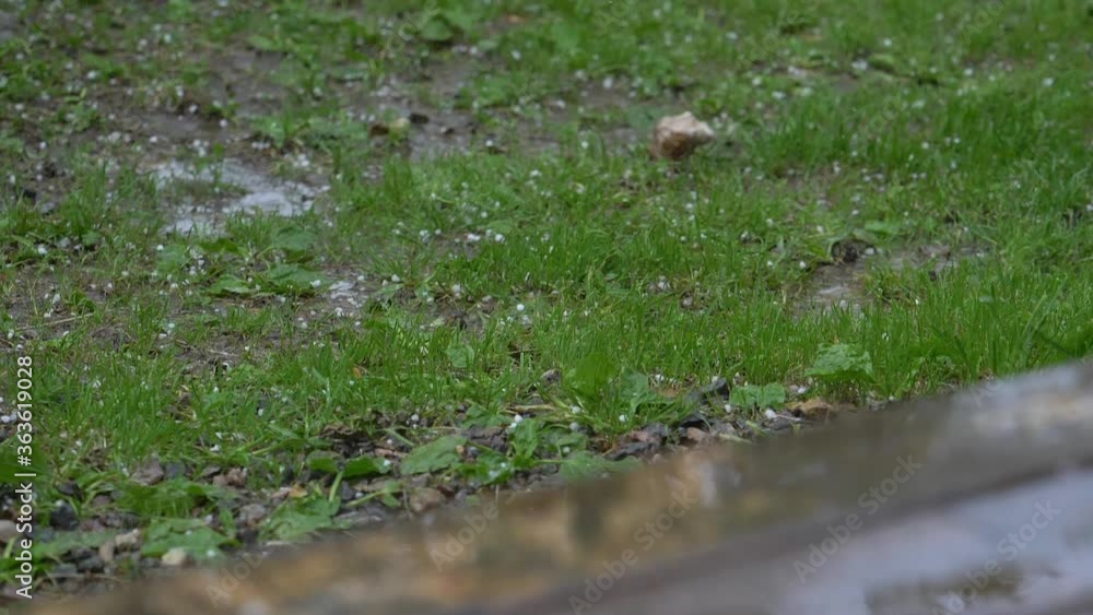 Hail in the summer. Large grains of hail fall on the green grass. Slow motion. Hail in the summer. Large grains of hail fall on the green grass. Slow motion.