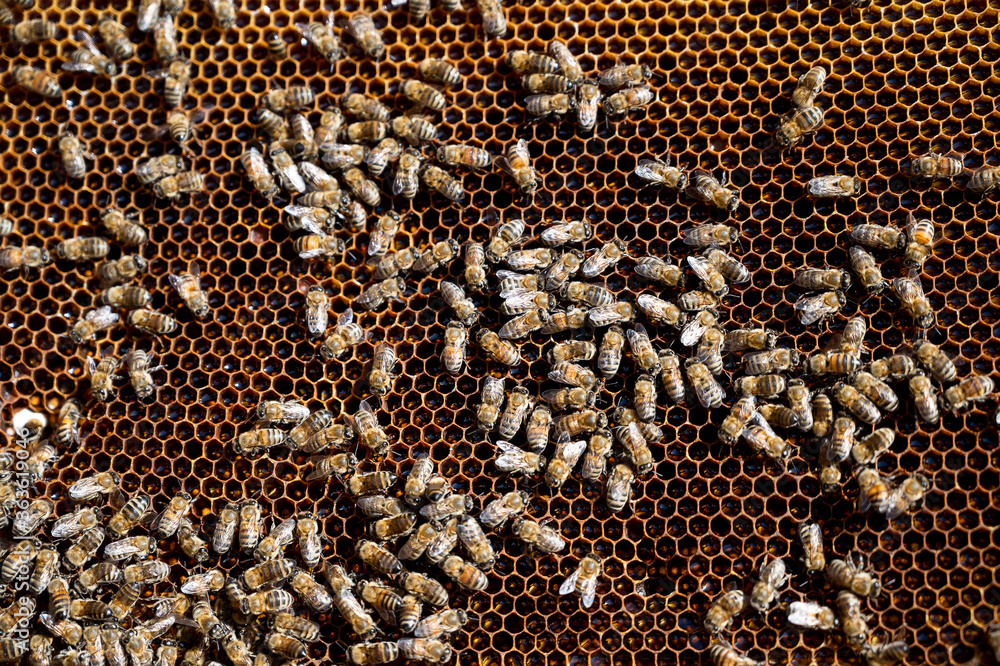 Close-up of a honeycomb with a swarm of bees making honey in an apiary. Background texture and cross section of a beehive wax honeycomb filled with golden honey with workers
