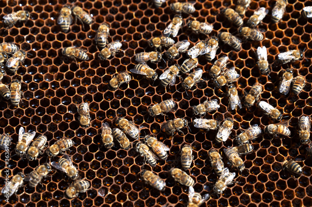 honeycombs with a swarm of bees making honey in an apiary. selective focus. Cross section of a wax hive texture filled with golden honey. Beekeeper, agriculture.