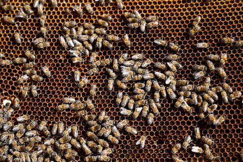 Obraz na płótnie Close-up of a honeycomb with a swarm of bees making honey in an apiary. Background texture and cross section of a beehive wax honeycomb filled with golden honey with workers w salonie
