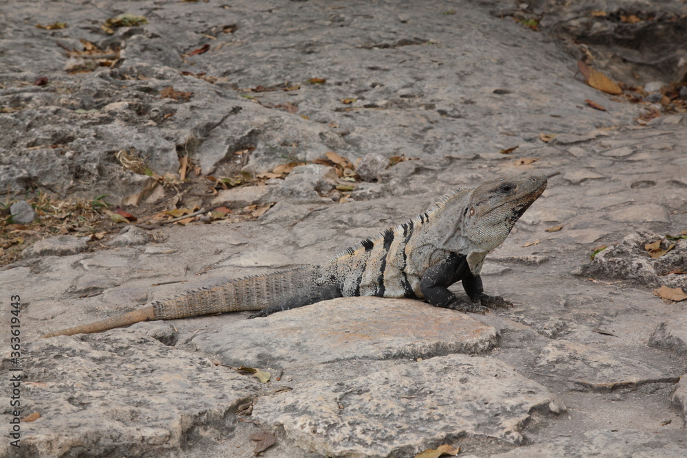 Fototapeta premium Portrait of Spiny tailed Iguana at the Tulum archaeological site, Tulum, Mexico.