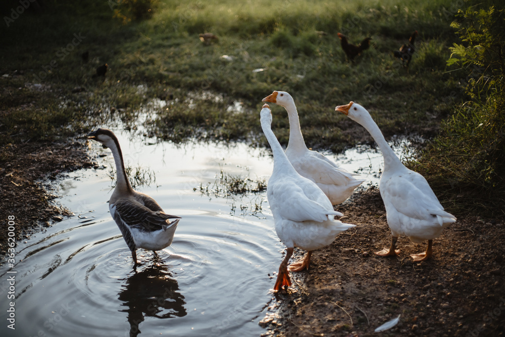 Obraz premium Goose Family Walking in Natural Rice Field
