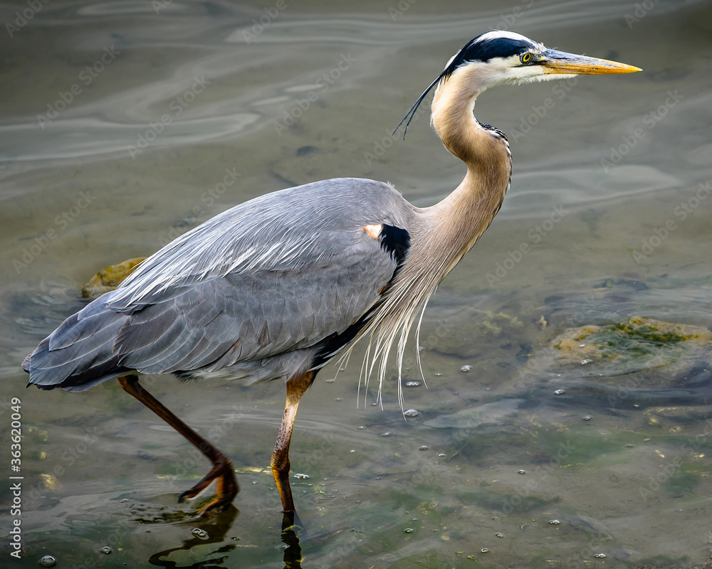 Fototapeta premium Blue Heron-Bolsa Chica Preserve