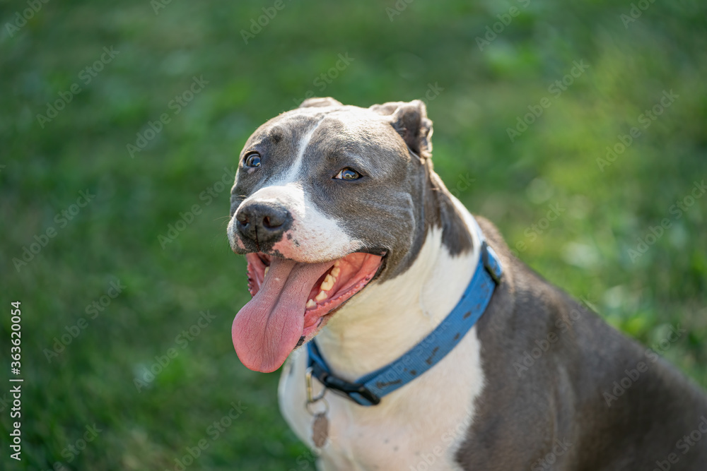 pitbull male is looking at you with interest pitbull male is looking at you with interest