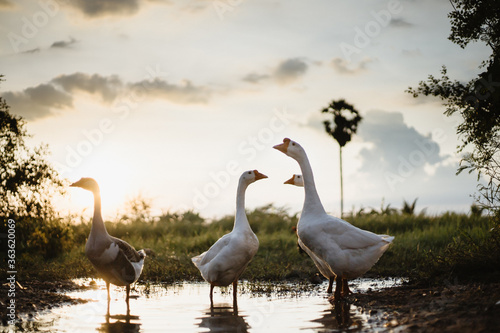 Goose Family Walking in Natural Rice Field © Thanawang3rd