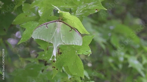 Luna Moth resting on a branch after a rainstorm