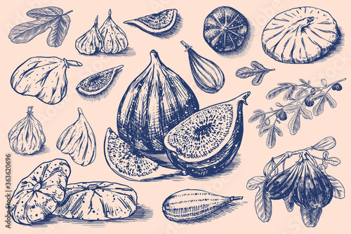 Fresh figs set. Detox spice. Dried fruit, cut pieces. Foliage, plant and branch. Vector Engraved hand drawn sketch for label, poster or menu. 