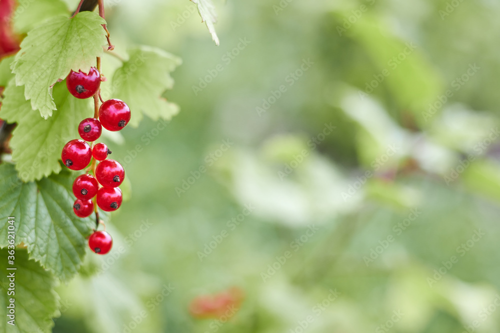 twig of garden ripe red currant with copy space twig of garden ripe red currant with copy space