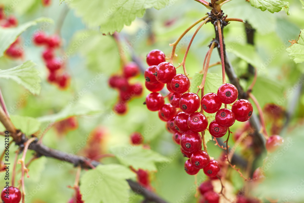 Close up of a garden bush with ripe red currant or redcurrant Close up of a garden bush with ripe red currant or redcurrant