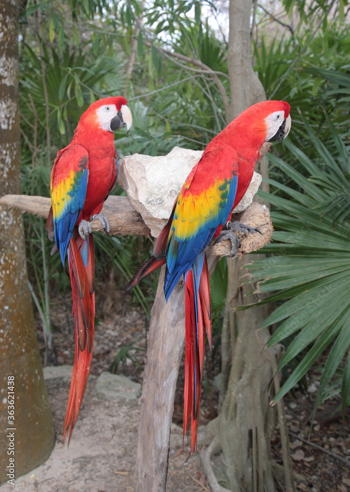 A portrait of two beautiful Scarlet Macaws standing on trunk at nature park  Xcaret in playa del carmen Mexico