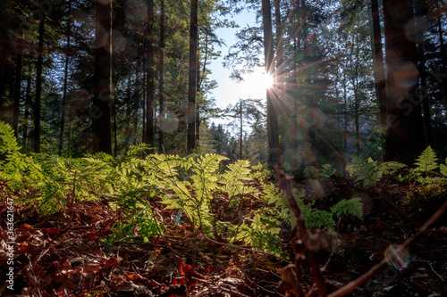 Sonnenstralen im Wald