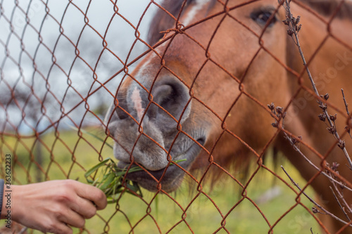 Foto Horse