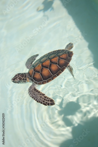 Young sea turtle swimming in water at nature park Xcaret in playa del carmen Mexico