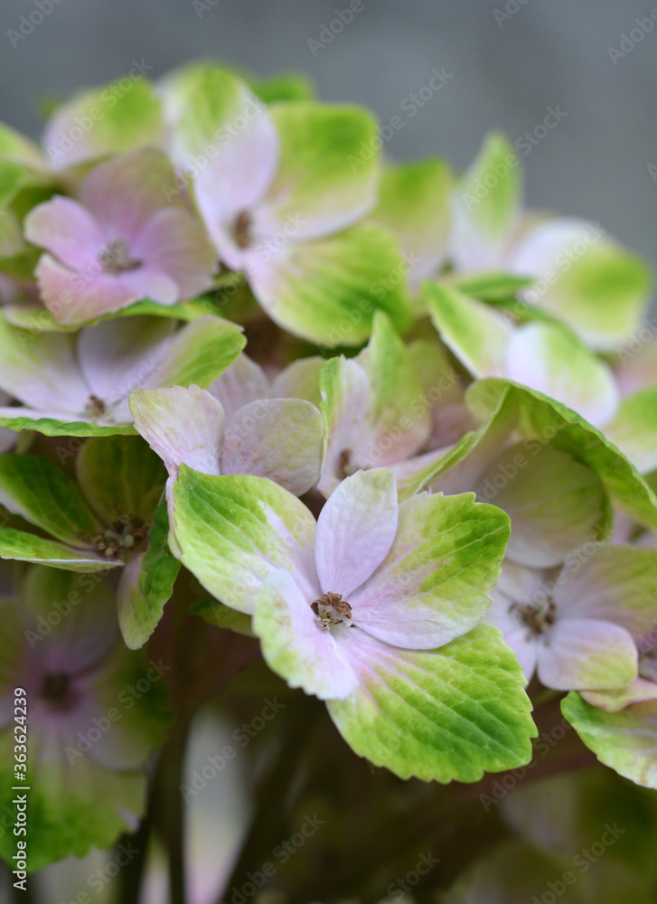 Obraz premium Hydrangea