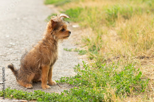 .Cute little brown puppy on a walk in the park..