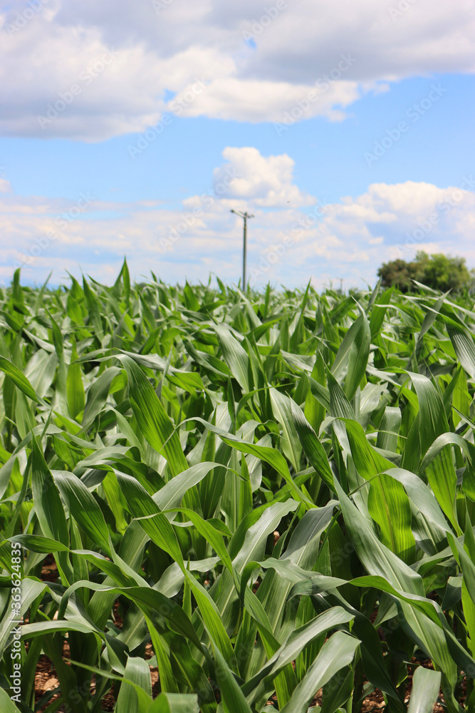 Green corn plants growing in the field on a sunny summer day with blue sky. Agricutlural field landscape Green corn plants growing in the field on a sunny summer day with blue sky. Agricutlural field landscape