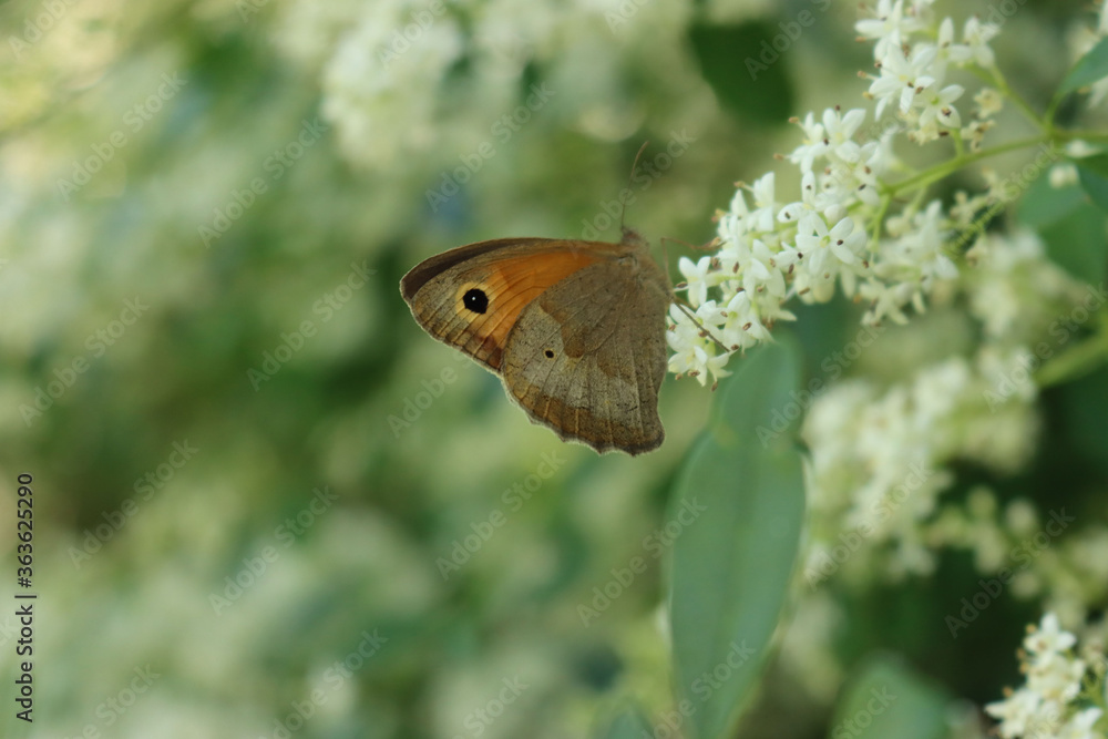 Obraz premium Orange and brown butterfly on white flowers on springtime. Lycaena phlaeas butterfly 