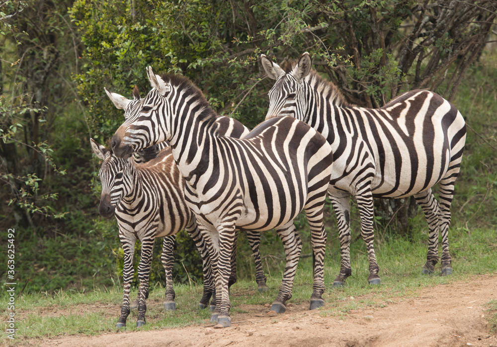 Zebras at the bank of Mara river , Masai Mara, Kenya Zebras at the bank of Mara river , Masai Mara, Kenya